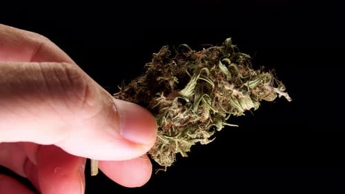 Hand Holding Organic Material Macro Close Up