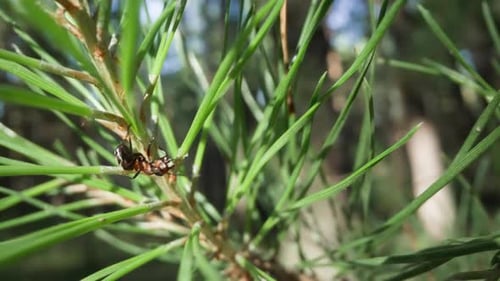 Ant on Pine Branch with Soft Forest Background