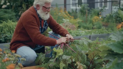 Elderly Man Picking Beets Grown in Home Garden