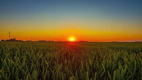 Timelapse dourado do nascer do sol em um campo agrícola ao entardecer com grama e árvores ao fundo
