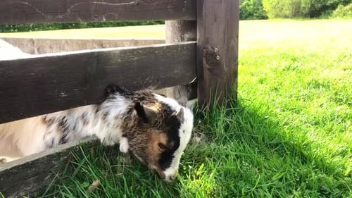 Little goat eating grass over the fence. A baby goat on a farm behind a fence nibbles grass
