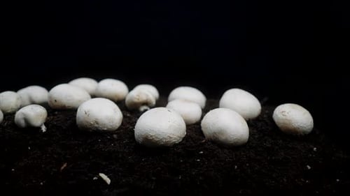 Close-up of white mushrooms growing in soil, isolated on a black background.