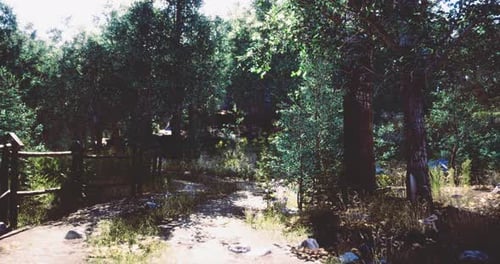 Winding Path Through a Wooded Area on a Bright Sunny Day