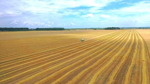 Summer wheat harvesting. Working rye harvester combine machines on gold wheat fields.