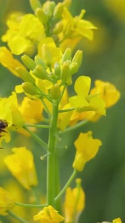 Vertical View Of Honey Bee on Rapeseed Flowers