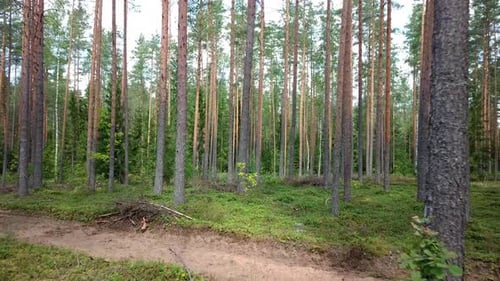 Summer Coniferous Forest 02