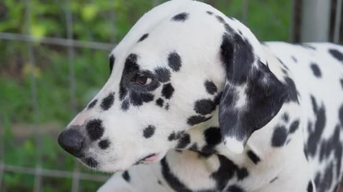 Dalmatian Dog Close Up Portrait Outside