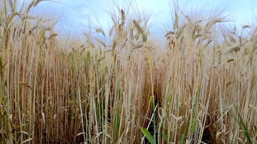 4K 45 degree pullback using a motorized slide of a wheat field ready for harvest in Japan