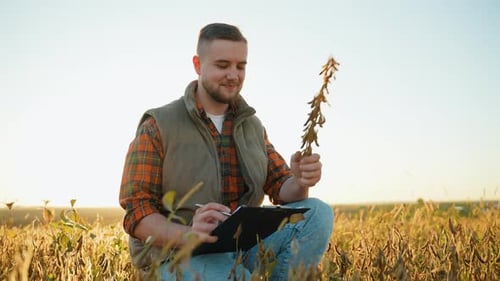 Agronomist Inspecting Soybean Crop Quality in a Field