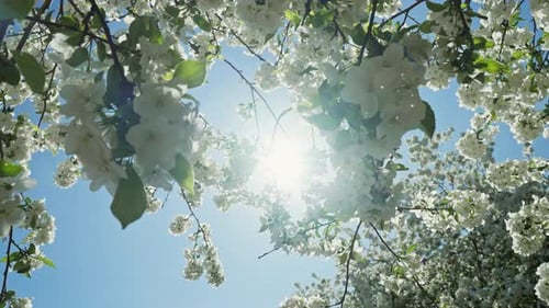 Branch with Blooming Flowers White Flowering Blossoms on Apple Tree Branches