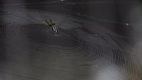 A Spider Waits Quietly In The Web’s Center Uhd