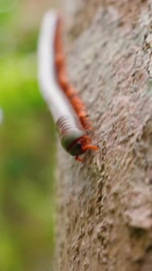 Vídeo vertical. Vista cercana de un milpiés rojo arrastrándose sobre el áspero tronco de un árbol con
un bosque verde borroso