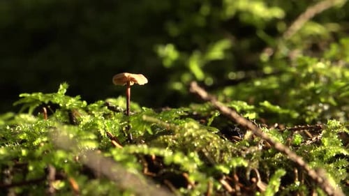 Beautiful autumn mushroom with a small hat on the green forest moss