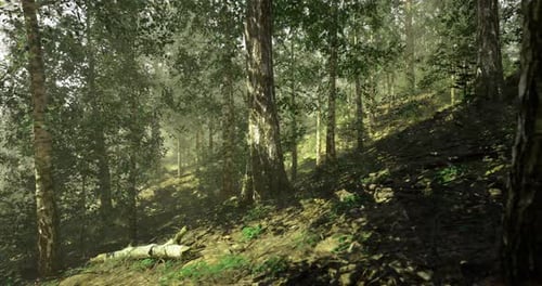 Lush Green Forest with Sunlight Filtering Through Trees in the Morning
