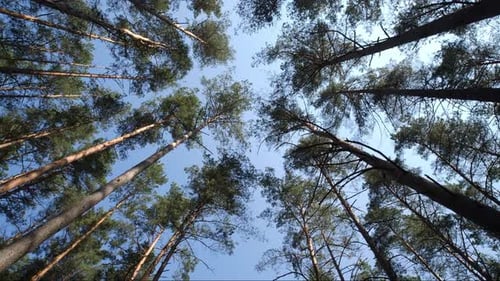 Blick aus dem niedrigen Winkel auf den farbenfrohen Sommerkiefernwald, der zwischen den Nadelbäumen wandert