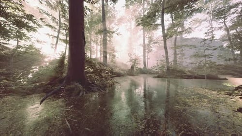 Pond in a Forest with Fog
