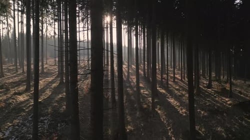 A tranquil forest scene with sunlight filtering through tall trees, casting long shadows. Aerial, tr