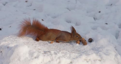 A forest squirrel picks nuts from a tree stump covered in snow in winter.