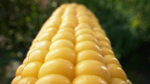 Vibrant Yellow Corn Close Up