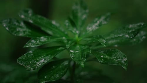 small green plant with deep green leaves blowing in the wind in the forest while it rains