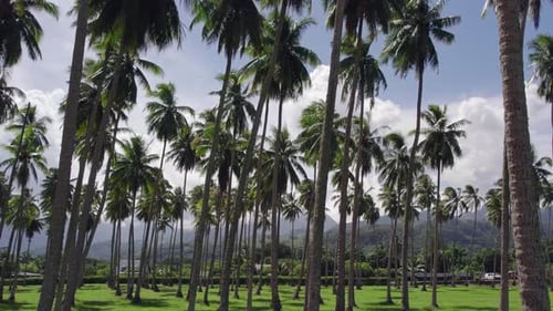 Palm Trees Swaying in a Tropical Paradise