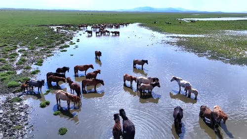 Majestic Horses Standing in a Tranquil Watering Hole