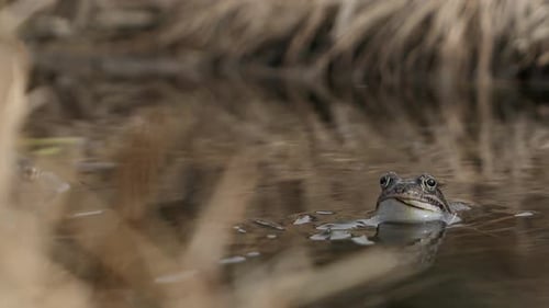 Frog Sitting in Water Staring at Camera