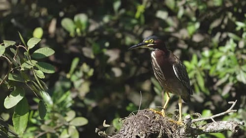 Green Heron Perched in Tree on Windy Day 2
