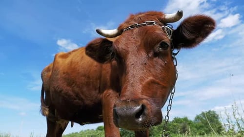 Gray Cow Grazing on Meadow on Sky Background Slow Motion