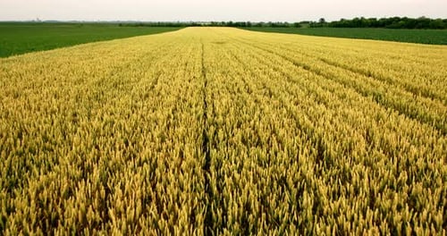Aerial shot of a yellow field of wheat