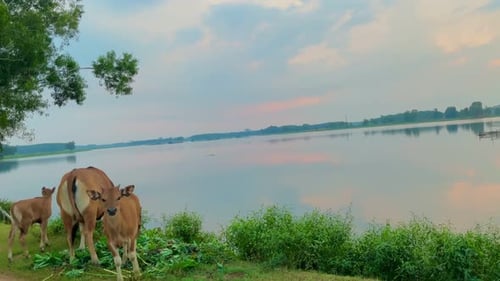 Cows Grazing Beside a Quiet Lake at Sunrise