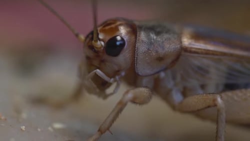 Close up slow motion video of a cricket in a cricket farm in Cambodia