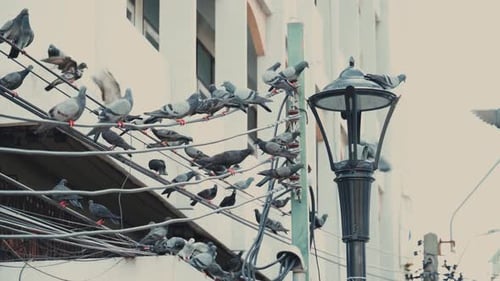 Pigeon resting on powerline, next to a street light, Bangkok China Town
