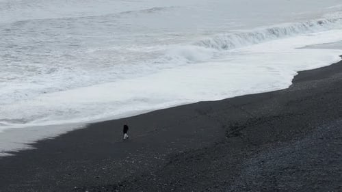 Icelandic Coastal Beauty Black Sand Beach Shown in Drone Footage Showcasing the Stunning Landscape