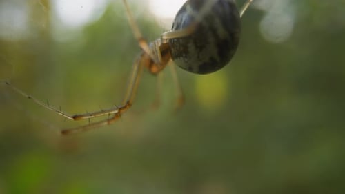 Small Spider with Hairy Legs Crawls Hanging on Gentle Web