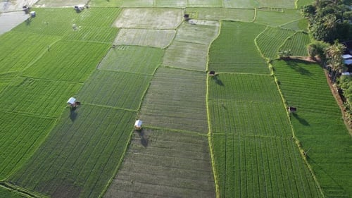 Rice Field in Sumbawa