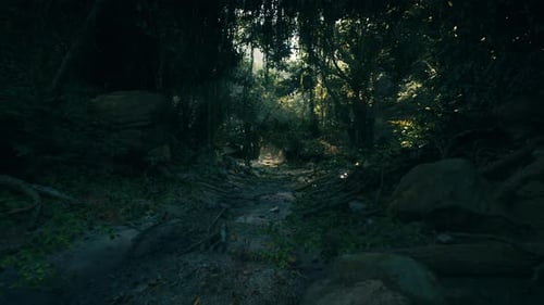 Dirt Road Cutting Through New Zealand Jungle