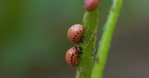 Larves de doryphore de la pomme de terre sur tige