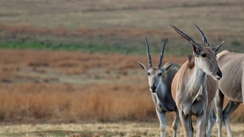Herd of Eland (Taurotragus oryx) with spiral horns walk over dry landscape