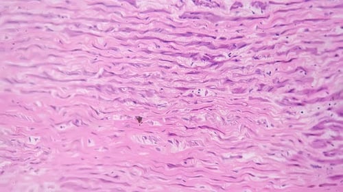 Microscopic View of a Histological Slide, Close Up