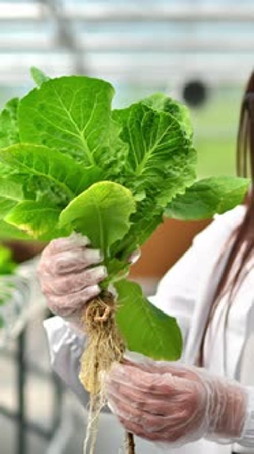 Laboratory technician in a white coat, analysing lettuce grown with the Hydroponic method in a green