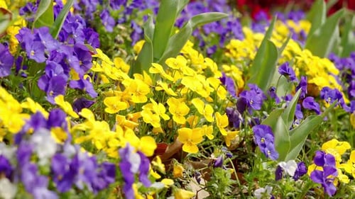 Colorful violas bloom in purple, yellow, and white, creating a cheerful spring display with their