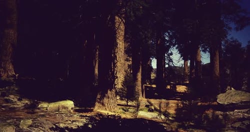 Captivating Forest Landscape with Tall Trees and Rocky Ground During Daylight