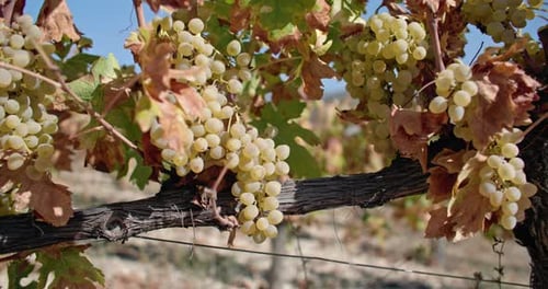 Harvesting Season Beauty Rows of Vineyards in a Winery's Autumn Landscape