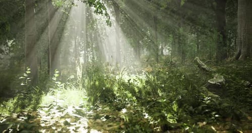 Sunlight Filters Through Trees Creating a Serene Forest Atmosphere