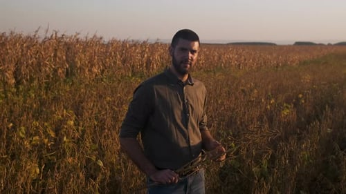 Young farmer walking in a soy field examining crop before harvest.