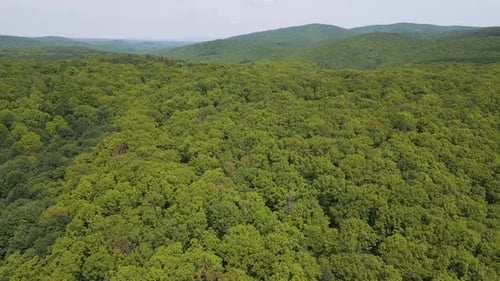 Dense Green Forest in Strandzha Nature Park Bulgaria Aerial View of Untouched Woodland with Rich