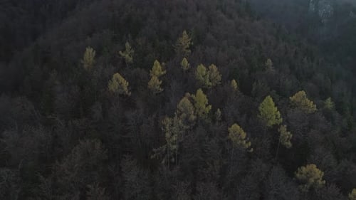 Dark forest on slope of mountain with pine trees colored yellow, aerial