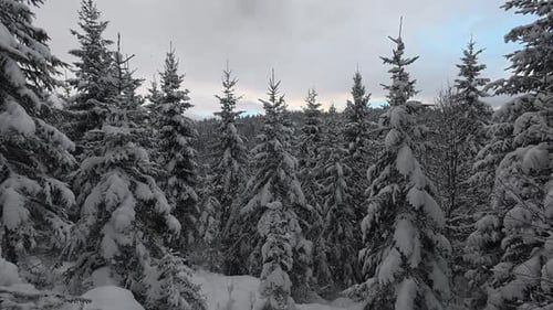Snowy Forest Scene in the Winter Season