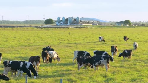 Cattle Grazing on Farmland Pasture Production of Organic Dairy Products Milk Cows Feeding on Green